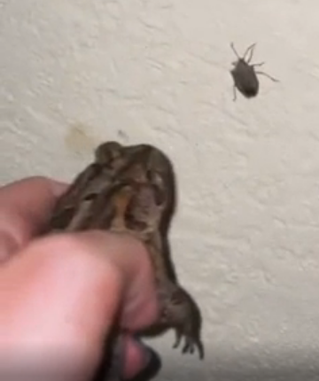 Bug eating frog Blank Meme Template