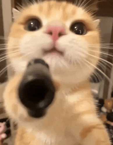 Cat gun Blank Meme Template
