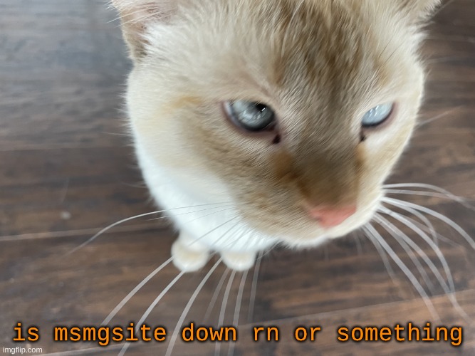 site wont load | is msmgsite down rn or something | image tagged in cheze's cat | made w/ Imgflip meme maker