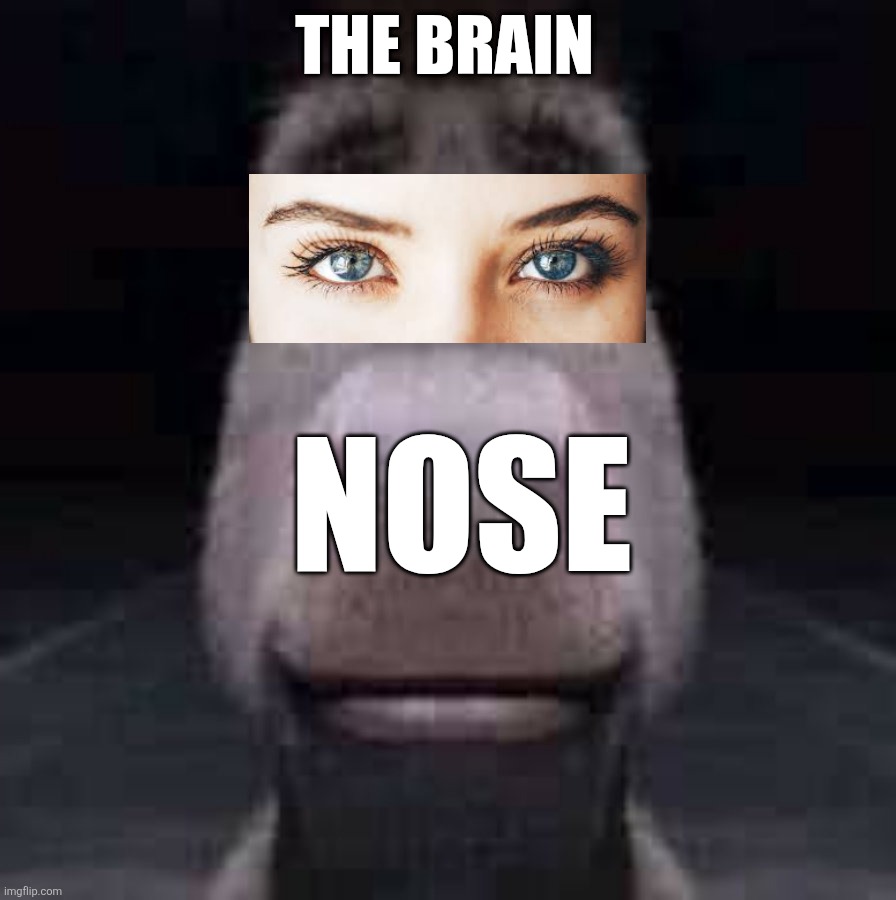 Wat | The brain; Nose | image tagged in donkey staring | made w/ Imgflip meme maker