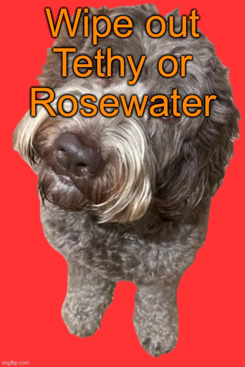 Northers Dog (Transparent) | Wipe out Tethy or Rosewater | image tagged in northers dog transparent,voting game s19 | made w/ Imgflip meme maker