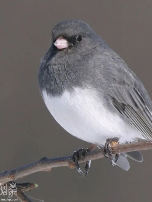 image tagged in dark eyed junco | made w/ Imgflip meme maker
