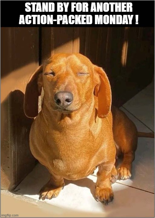 Good Morning All ! | Stand by for another action-packed monday ! | image tagged in dogs,dachshund,good morning,action packed,monday | made w/ Imgflip meme maker