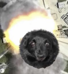 Missile Dog Blank Meme Template