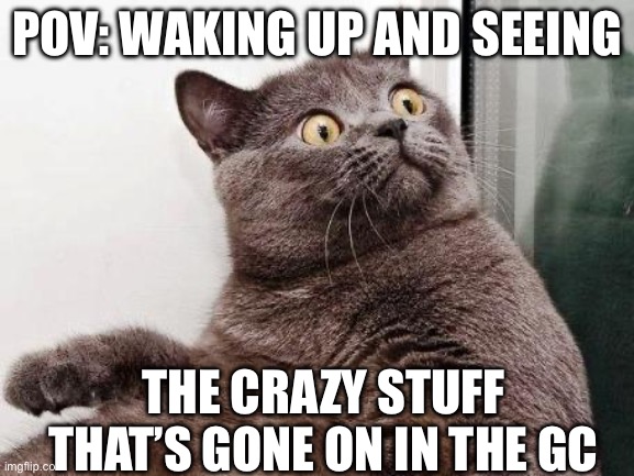 Surprised cat | POV: waking up and seeing; The crazy stuff that’s gone on in the gc | image tagged in surprised cat | made w/ Imgflip meme maker