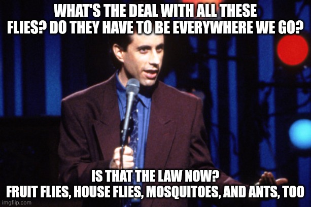 Jerry Seinfeld  | What's the deal with all these flies? Do they have to be everywhere we go? Is that the law now?
Fruit flies, house flies, mosquitoes, and ants, too | image tagged in jerry seinfeld | made w/ Imgflip meme maker