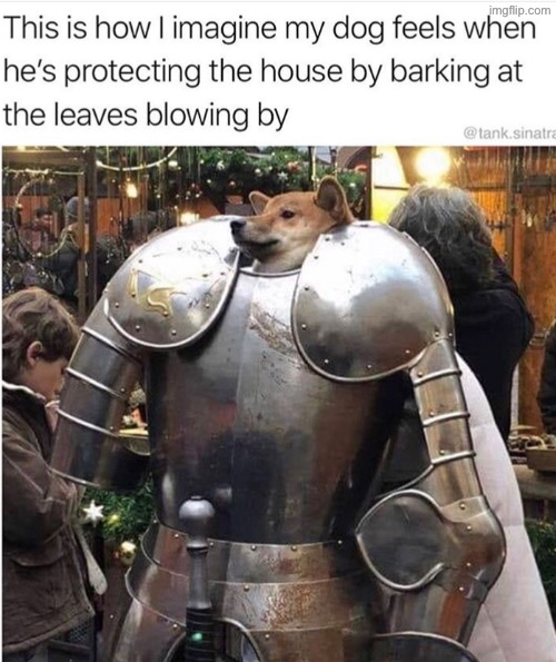 How My Dog Feels | image tagged in dogs,funny dogs,knight armor,watch dogs,feels good man,funny meme | made w/ Imgflip meme maker