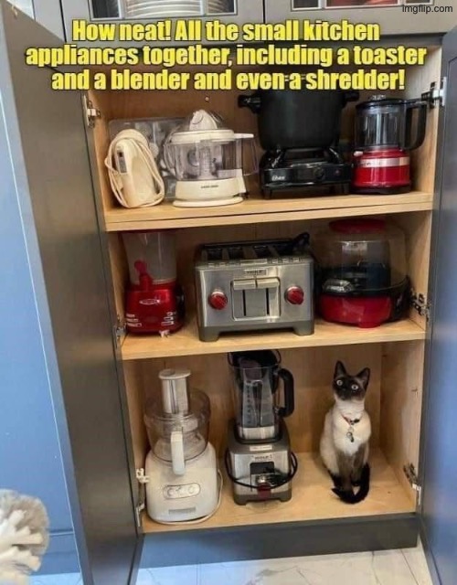 A Shredder | image tagged in cats,funny cats,shredder,evil overlord rules,oriental,funny meme | made w/ Imgflip meme maker