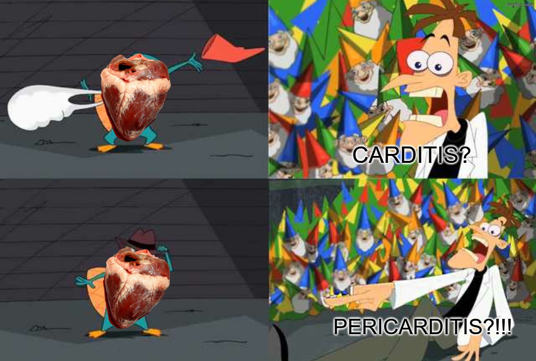 pericarditis?? | carditis? PERicarditis?!!! | image tagged in an ordinary platypus | made w/ Imgflip meme maker