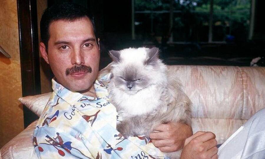 Freddie Mercury holding Cat Blank Meme Template