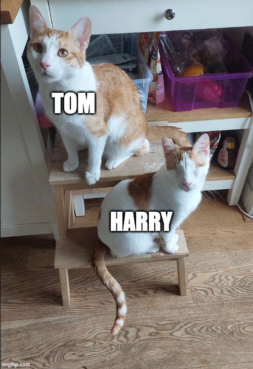 My two cats. Please be nice, Harry is blind with no eyes. Story in comments. | tom; Harry | image tagged in cats,cute,fun,pets,oh wow are you actually reading these tags | made w/ Imgflip meme maker