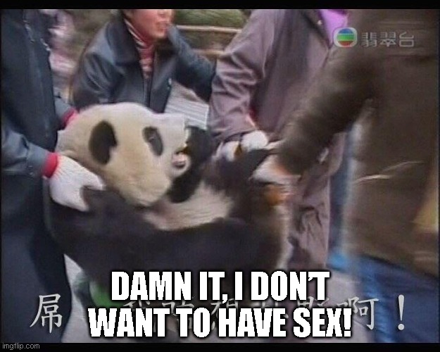Panda | Damn it, I don’t want to have sex! | image tagged in panda sex | made w/ Imgflip meme maker