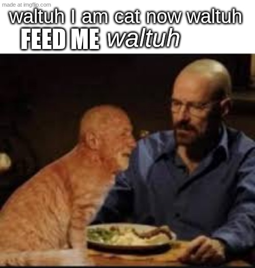 waltuh | feed me; waltuh I am cat now waltuh; waltuh | image tagged in waltuh jpeg | made w/ Imgflip meme maker