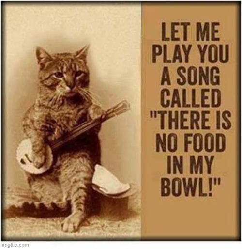 A Golden Oldie ! | image tagged in cat,banjo,food,bowl | made w/ Imgflip meme maker