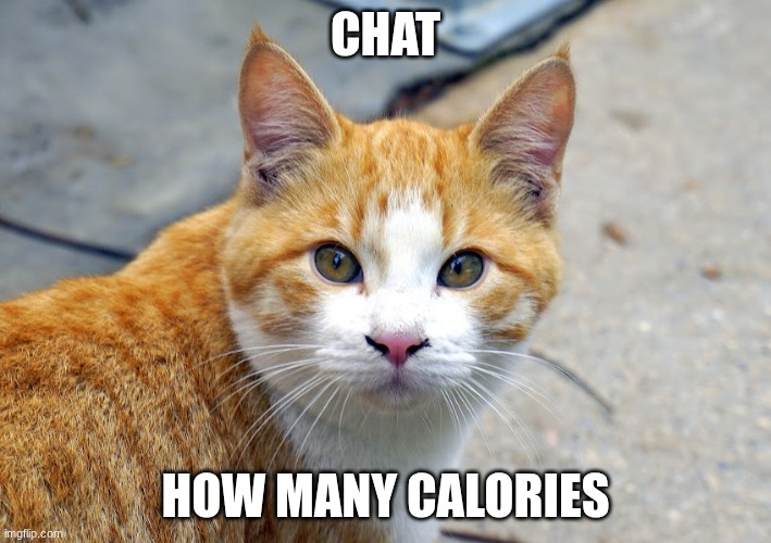COLBY JACK CAT | Chat; how many calories | image tagged in colby jack cat | made w/ Imgflip meme maker