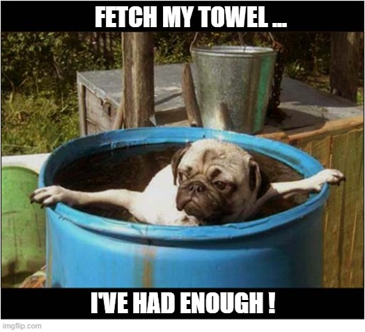 Remove Me From This Tub Now ! | fetch my towel ... i've had enough ! | image tagged in dogs,pug,bathtub | made w/ Imgflip meme maker