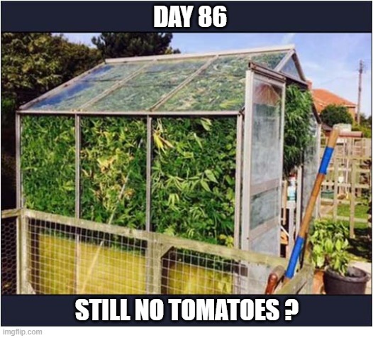 A Disappointed Gardener | Day 86; Still No Tomatoes ? | image tagged in greenhouse,cannabis,tomatoes | made w/ Imgflip meme maker