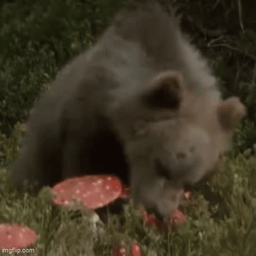 Bear Trippin' - Imgflip