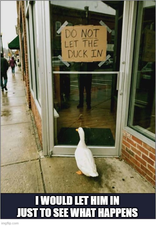 Temptation ... | I Would Let Him In Just To See What Happens | image tagged in funny signs,duck,temptation | made w/ Imgflip meme maker