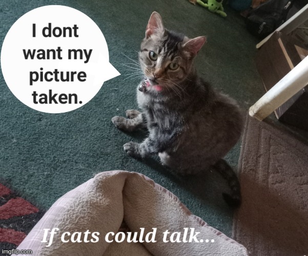 If cats could talk | image tagged in cats,talk | made w/ Imgflip meme maker