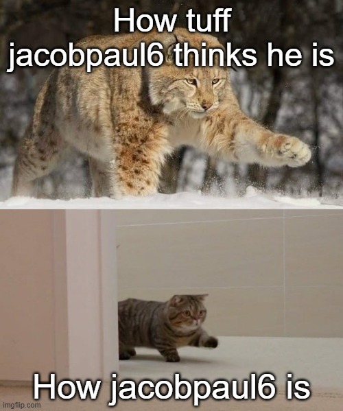 Kity | How tuff jacobpaul6 thinks he is; How jacobpaul6 is | image tagged in big and smol cat | made w/ Imgflip meme maker
