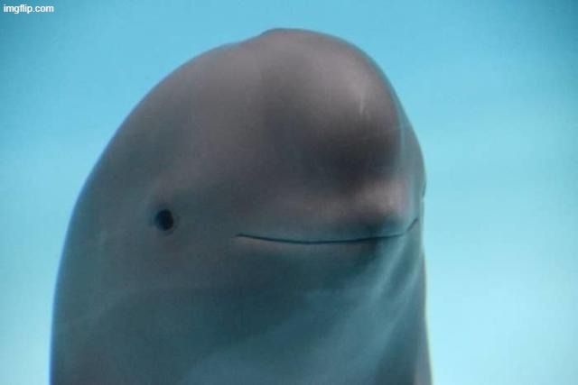 smiling dolphin | image tagged in smiling dolphin | made w/ Imgflip meme maker