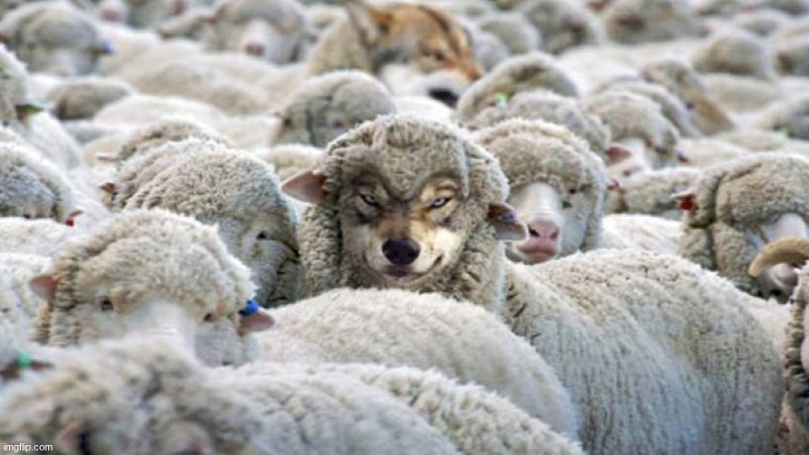 Wolf in Sheep’s Clothing | image tagged in wolf in sheep s clothing | made w/ Imgflip meme maker
