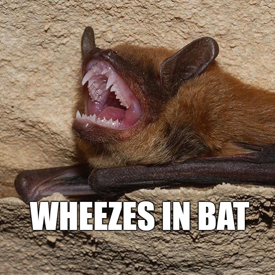 New meme prompt I made for fun(: | Wheezes in bat | image tagged in wheeze | made w/ Imgflip meme maker