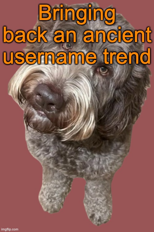 Northers Dog (Transparent) | Bringing back an ancient username trend | image tagged in northers dog transparent | made w/ Imgflip meme maker