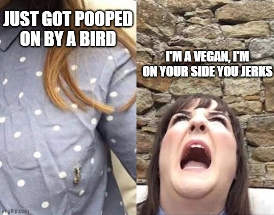 Pooped On | Just got pooped on by a bird; I'm a vegan, I'm on your side you jerks | image tagged in funny,memes | made w/ Imgflip meme maker