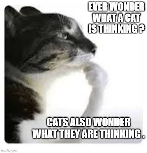 Ever wonder what a cat is thinking? Even cats wonder what they are thinking. | Ever wonder what a cat is thinking ? Cats also wonder what they are thinking . | image tagged in funny,humor,cat,kittens,thinking,question | made w/ Imgflip meme maker