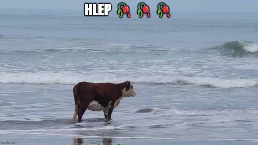 memes from my gc with no context added | hlep 🥀🥀🥀 | image tagged in sad cow | made w/ Imgflip meme maker