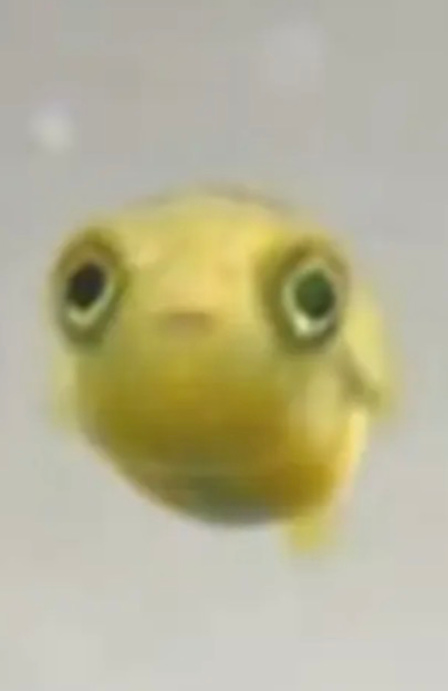 Staring fish Blank Meme Template