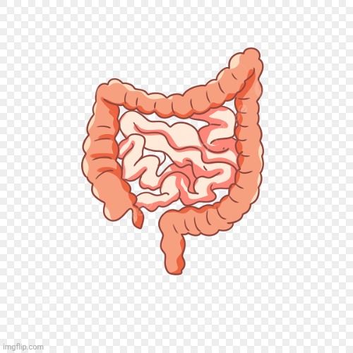 intestines | image tagged in intestines | made w/ Imgflip meme maker