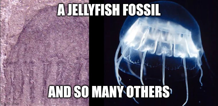 A jellyfish fossil And so many others | made w/ Imgflip meme maker