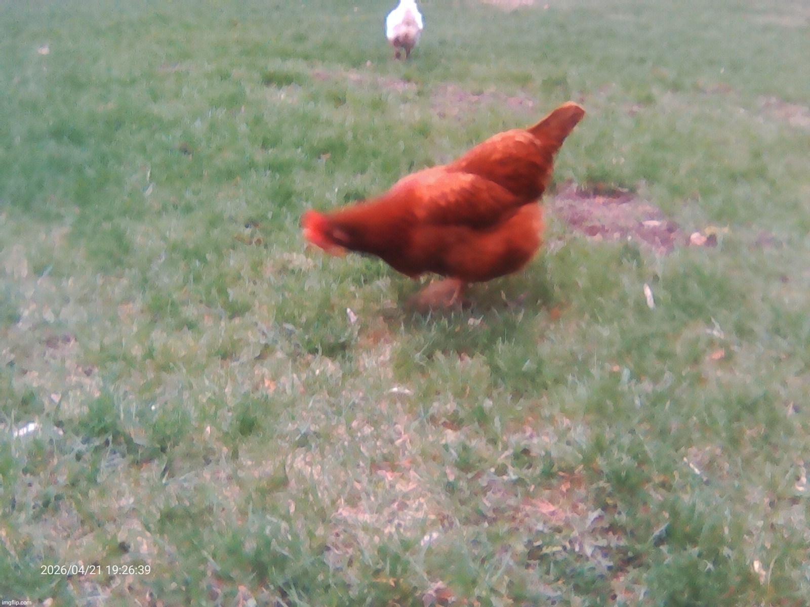 COCK PICS!!?? | made w/ Imgflip meme maker