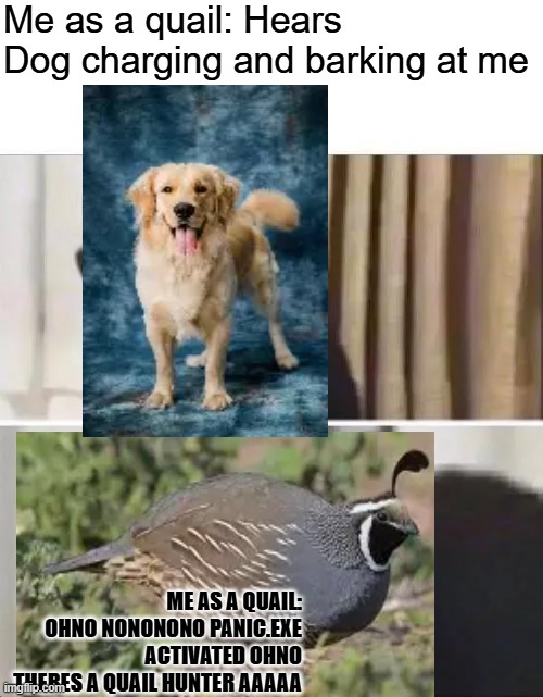 HELP MEEEEEEEE AKKK - Quail | Me as a quail: Hears Dog charging and barking at me; Me as a Quail: ohno nononono panic.exe activated ohno theres a quail hunter AAAAA | image tagged in oh no black cat,helpdaquail | made w/ Imgflip meme maker