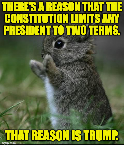 Thank you, 22nd Amendment. | there's a reason that the
constitution limits any
president to two terms. that reason is trump. | image tagged in cute bunny,memes,term limits | made w/ Imgflip meme maker