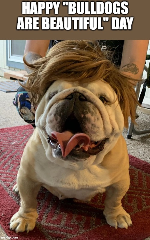Happy Bulldogs Are Beautiful Day | happy "bulldogs are beautiful" day | image tagged in bulldog,bulldogs,beautiful,dog,funny,memes | made w/ Imgflip meme maker
