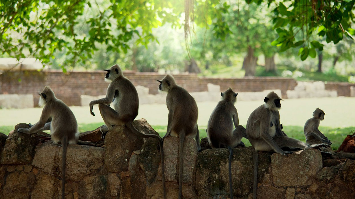 Monkey temple Blank Meme Template