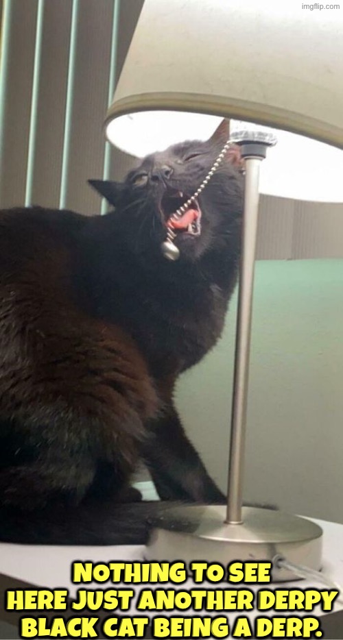 Derpy Being A Derp | Nothing to see here just another derpy black cat being a derp. | image tagged in cats,funny cats,black cat,derp,derpy,nothing to see here | made w/ Imgflip meme maker