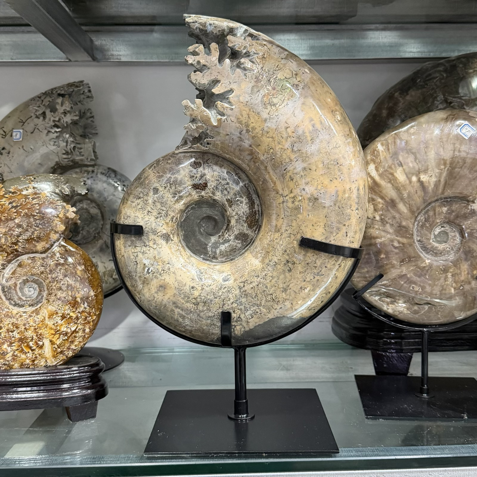 Natural Ammonite Fossil Olecranon Conch Crystal Mineral Specimen Blank Meme Template