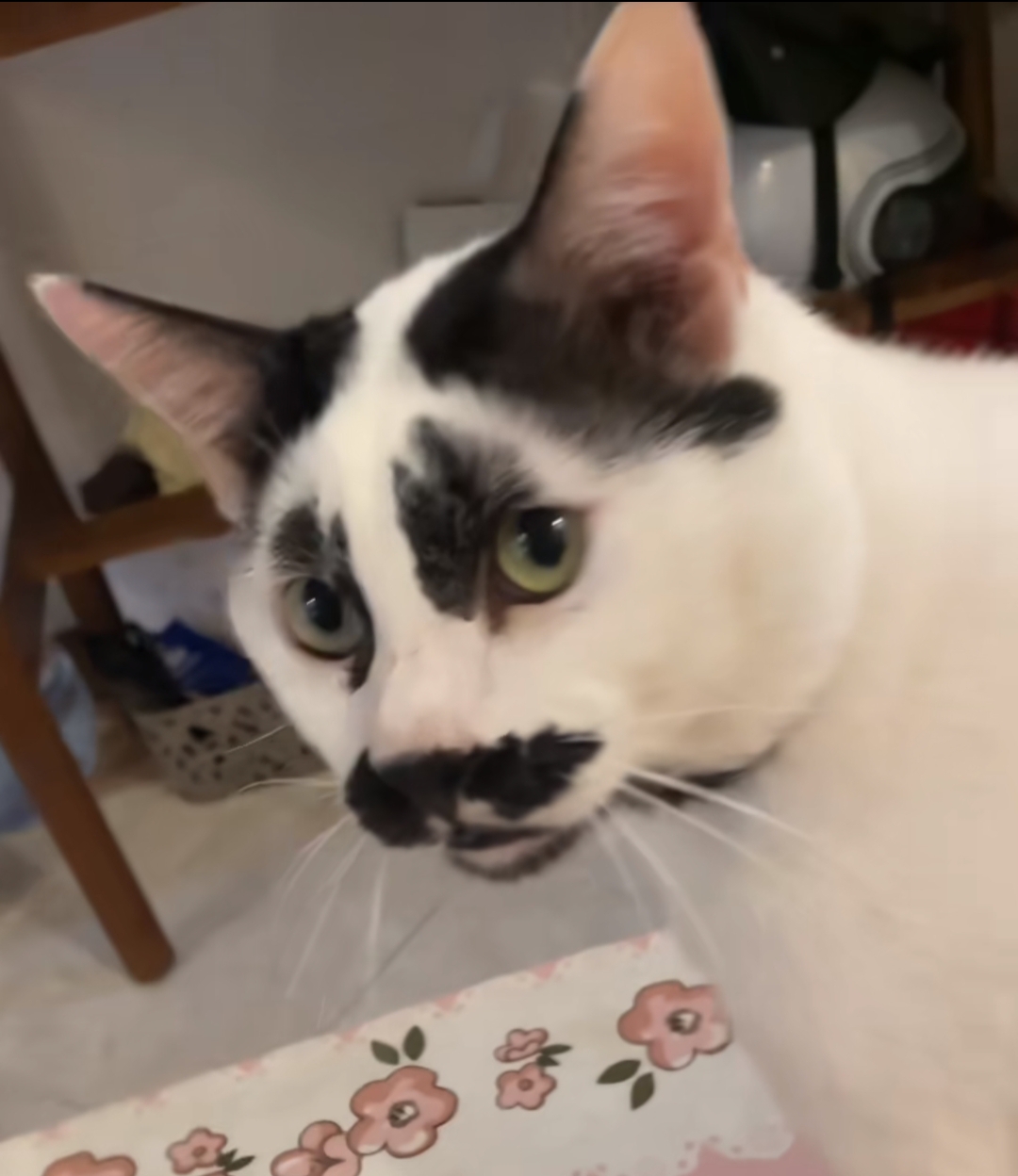 Cat Blank Meme Template