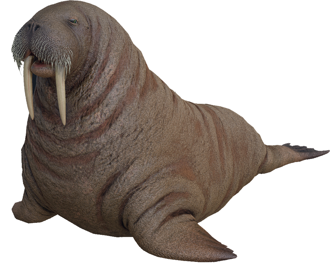 Walrus Blank Meme Template
