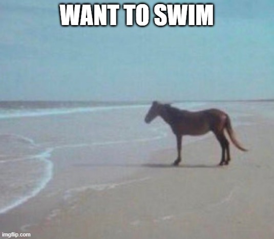 Man Horse Water | want to swim | image tagged in man horse water | made w/ Imgflip meme maker