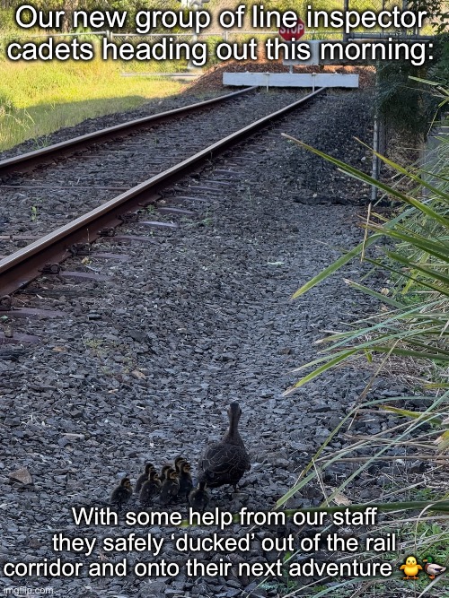 Train line inspection | Our new group of line inspector cadets heading out this morning:; With some help from our staff they safely ‘ducked’ out of the rail corridor and onto their next adventure 🐥🦆 | image tagged in ducks,inspector,cadet,train | made w/ Imgflip meme maker