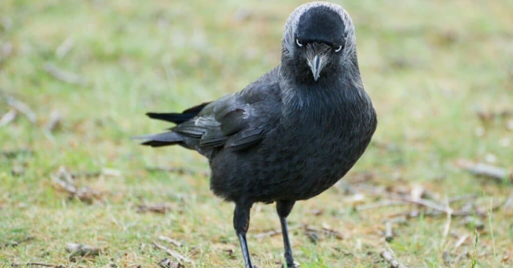 Jackdaw dont belive you Blank Meme Template