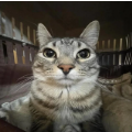 staring cat Blank Meme Template