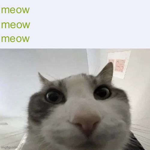 green text cat | meow; meow; meow | image tagged in green text cat | made w/ Imgflip meme maker