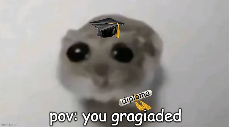 Gragiation | pov: you gragiaded; diploma | image tagged in sad hamster | made w/ Imgflip meme maker